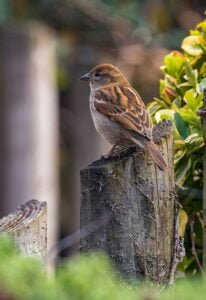 Sparrow